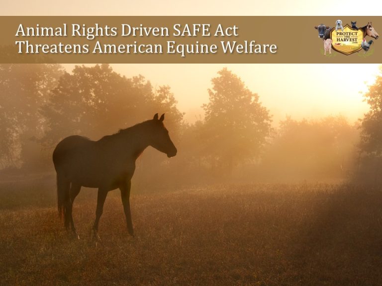 SAFE Act Threatens Equine Welfare