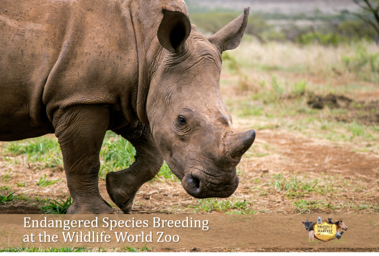 White Rhinos - Endangered Species Breeding